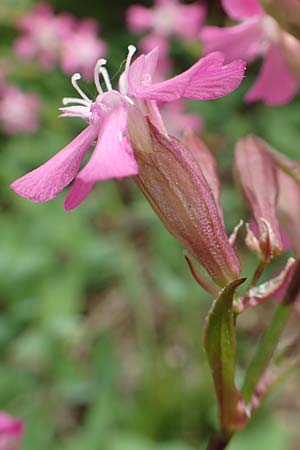 Silene viscaria \ Gew�hnliche Pechnelke / Sticky Catchfly, D Schriesheim 14.5.2016