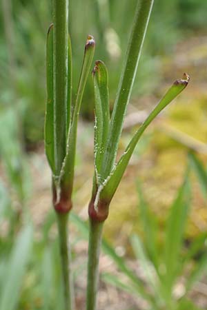 Silene viscaria \ Gew�hnliche Pechnelke / Sticky Catchfly, D Schriesheim 14.5.2016