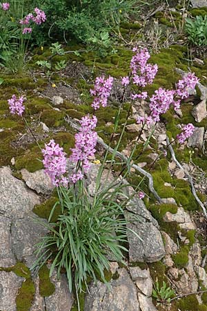 Silene viscaria \ Gew�hnliche Pechnelke / Sticky Catchfly, D Schriesheim 14.5.2016