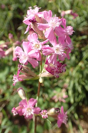 Silene viscaria \ Gew�hnliche Pechnelke / Sticky Catchfly, D Eberbach 11.5.2018