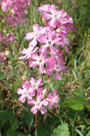 Silene viscaria \ Gew�hnliche Pechnelke / Sticky Catchfly, D Eberbach 11.5.2018