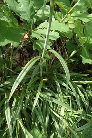 Silene viscaria \ Gew�hnliche Pechnelke / Sticky Catchfly, D Eberbach 11.5.2018