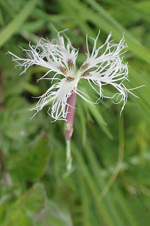 Dianthus superbus subsp. superbus \ Gew�hnliche Prachtnelke, D Kehl 22.5.2020