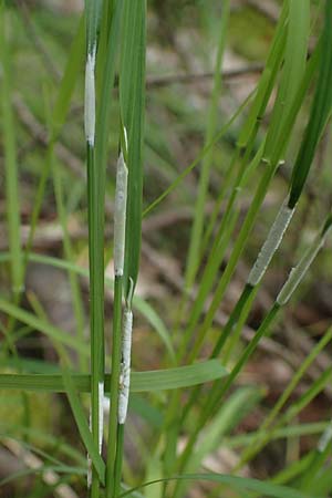 Poa nemoralis \ Hain-Rispengras / Wood Meadow Grass, D H&ouml;pfingen 20.5.2023