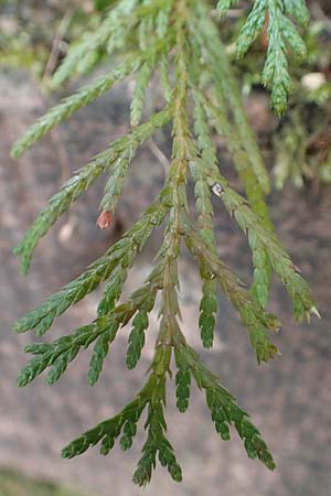 Platycladus orientalis \ Morgenl�ndischer Lebensbaum, Thuja / Oriental Arbor-Vitae, D Heidelberg 5.12.2015