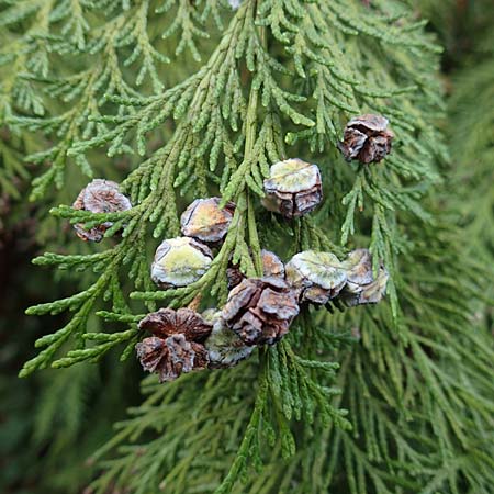 Platycladus orientalis \ Morgenl�ndischer Lebensbaum, Thuja / Oriental Arbor-Vitae, D Heidelberg 5.12.2015