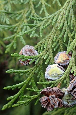 Platycladus orientalis \ Morgenl�ndischer Lebensbaum, Thuja / Oriental Arbor-Vitae, D Heidelberg 5.12.2015