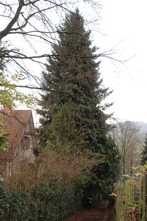 Platycladus orientalis \ Morgenl�ndischer Lebensbaum, Thuja / Oriental Arbor-Vitae, D Heidelberg 5.12.2015