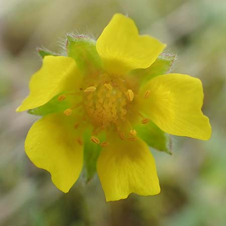 Potentilla incana \ Sand-Fingerkraut / Sand Cinquefoil, D Seeheim an der Bergstra&szlig;e 22.4.2016