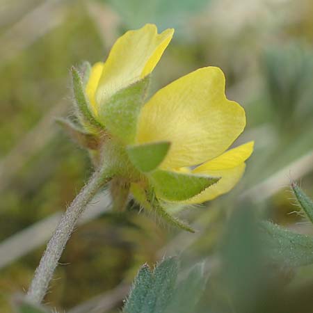 Potentilla incana \ Sand-Fingerkraut / Sand Cinquefoil, D Seeheim an der Bergstra&szlig;e 22.4.2016
