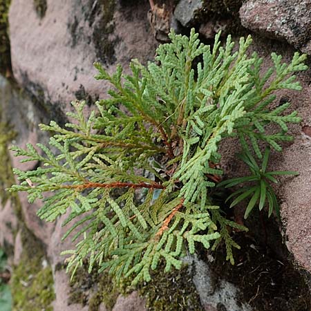 Platycladus orientalis \ Morgenl�ndischer Lebensbaum, Thuja / Oriental Arbor-Vitae, D Heidelberg 22.9.2017