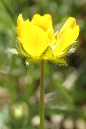 Potentilla incana \ Sand-Fingerkraut / Sand Cinquefoil, D Seeheim an der Bergstra&szlig;e 16.4.2018