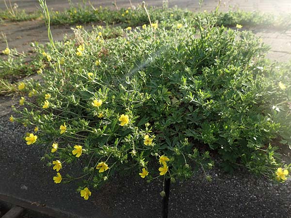 Potentilla collina s.l. \ H�gel-Fingerkraut / Palmleaf Cinquefoil, D Mannheim 29.4.2018