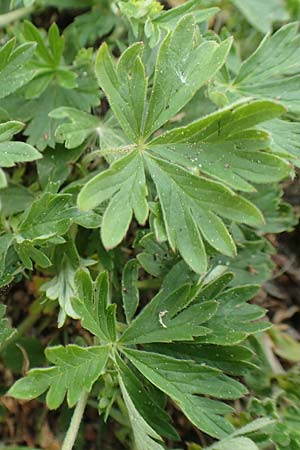 Potentilla collina s.l. \ H�gel-Fingerkraut / Palmleaf Cinquefoil, D Mannheim 29.4.2018