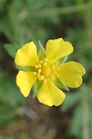Potentilla collina s.l. \ H�gel-Fingerkraut / Palmleaf Cinquefoil, D Mannheim 29.4.2018