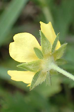 Potentilla collina s.l. \ H�gel-Fingerkraut / Palmleaf Cinquefoil, D Mannheim 29.4.2018