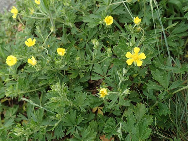 Potentilla collina s.l. \ H�gel-Fingerkraut / Palmleaf Cinquefoil, D Mannheim 29.4.2018