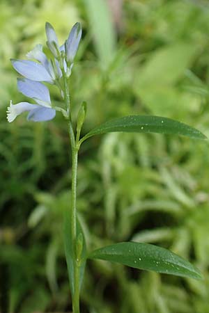 Polygala vulgaris, Common Milkwort