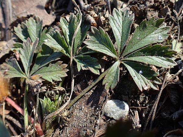 Potentilla collina s.l. \ H�gel-Fingerkraut / Palmleaf Cinquefoil, D Mannheim 21.2.2023