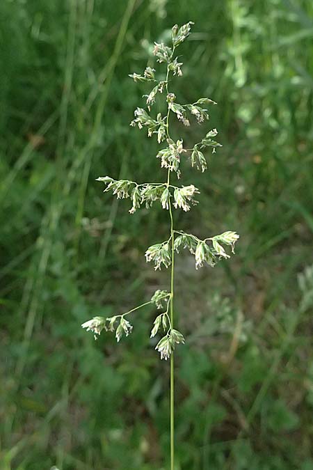 Poa pratensis \ Wiesen-Rispengras, Wiesenrispe, D G&uuml;nzburg 24.5.2025