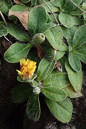 Hieracium pilosella / Mouse-Ear Hawkweed, D Black-Forest, Baiersbronn 18.10.2025