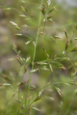 Poa palustris \ Sumpf-Rispengras / Swamp Meadow Grass, D Idar-Oberstein 25.6.2011