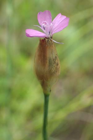 Petrorhagia prolifera \ Sprossende Felsennelke, Sprossendes Nelkenk�pfchen, D Weinheim an der Bergstra&szlig;e 19.6.2016