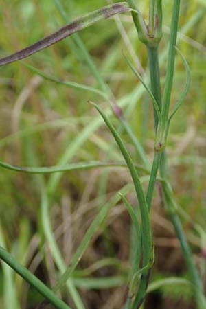 Petrorhagia prolifera \ Sprossende Felsennelke, Sprossendes Nelkenk�pfchen, D Weinheim an der Bergstra&szlig;e 19.6.2016
