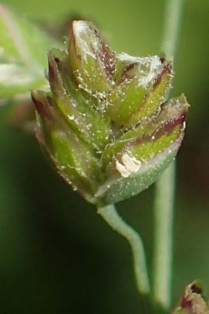 Poa pratensis \ Wiesen-Rispengras, Wiesenrispe, D Heidelberg 29.4.2017