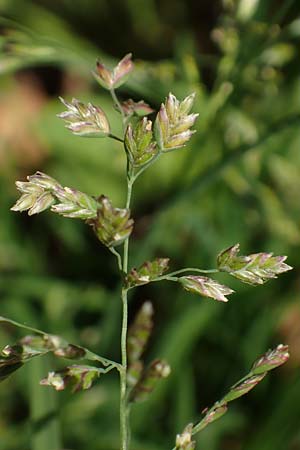 Poa pratensis \ Wiesen-Rispengras, Wiesenrispe, D Heidelberg 29.4.2017