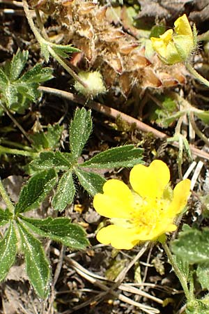 Potentilla pusilla \ Sternhaariges Fr�hlings-Fingerkraut, Flaum-Fingerkraut / Small Cinquefoil, D Gottmadingen 25.4.2018