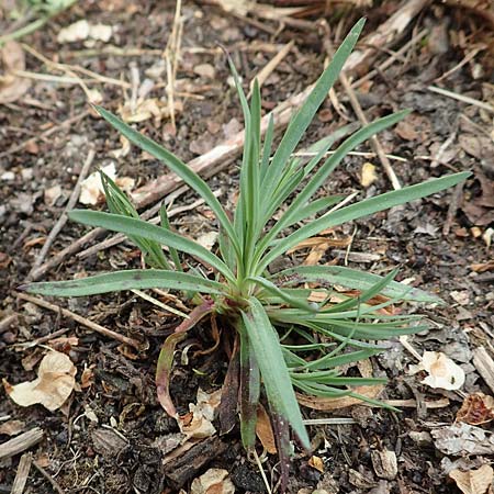 Petrorhagia prolifera \ Sprossende Felsennelke, Sprossendes Nelkenk�pfchen, D Alsbach-H&auml;hnlein 28.4.2018