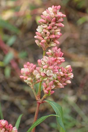 Persicaria pensylvanica, Pennsylvania-Kn�terich