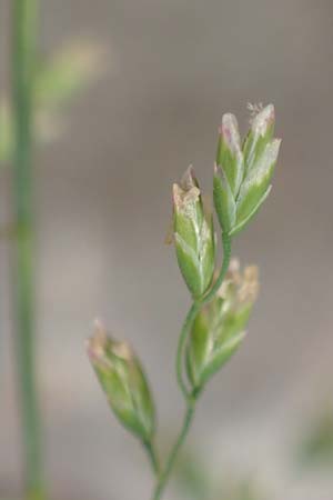 Poa palustris \ Sumpf-Rispengras / Swamp Meadow Grass, D Neckarsteinach 9.11.2018