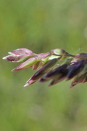 Poa pratensis \ Wiesen-Rispengras, Wiesenrispe, D Durmersheim 1.6.2021