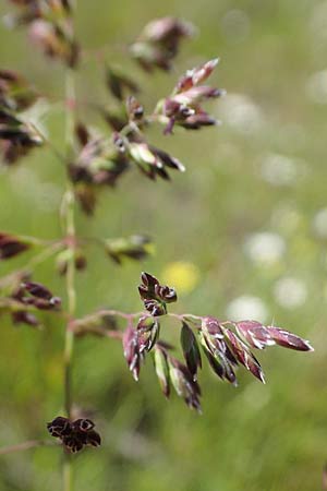 Poa pratensis \ Wiesen-Rispengras, Wiesenrispe, D Durmersheim 1.6.2021
