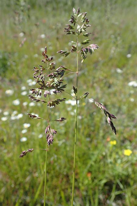 Poa pratensis \ Wiesen-Rispengras, Wiesenrispe, D Durmersheim 1.6.2021