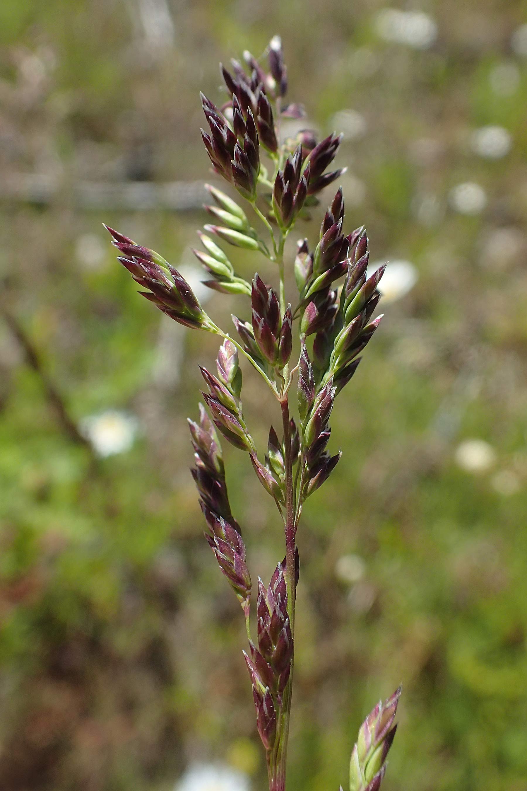 Poa pratensis \ Wiesen-Rispengras, Wiesenrispe, D Durmersheim 1.6.2021