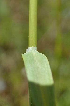 Poa pratensis \ Wiesen-Rispengras, Wiesenrispe, D Durmersheim 1.6.2021