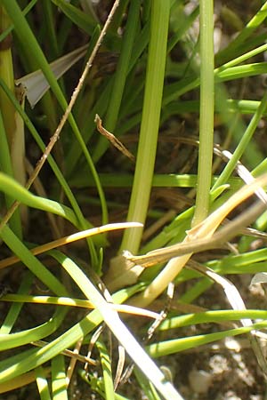 Poa pratensis \ Wiesen-Rispengras, Wiesenrispe, D Durmersheim 1.6.2021