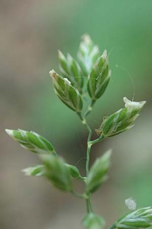 Poa pratensis \ Wiesen-Rispengras, Wiesenrispe, D Mannheim 10.6.2021