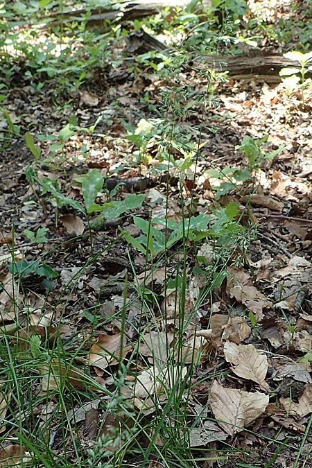 Poa pratensis \ Wiesen-Rispengras, Wiesenrispe, D Mannheim 10.6.2021