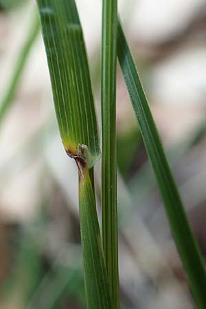 Poa pratensis \ Wiesen-Rispengras, Wiesenrispe, D Mannheim 10.6.2021
