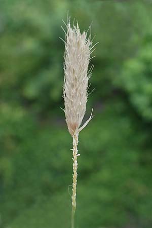Alopecurus myosuroides \ Acker-Fuchsschwanz / Black-Grass, D Rh&ouml;n, Gersfeld 23.6.2023