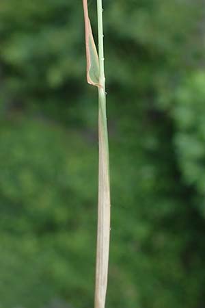 Alopecurus myosuroides \ Acker-Fuchsschwanz / Black-Grass, D Rh&ouml;n, Gersfeld 23.6.2023