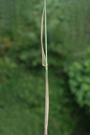 Alopecurus myosuroides \ Acker-Fuchsschwanz / Black-Grass, D Rh&ouml;n, Gersfeld 23.6.2023