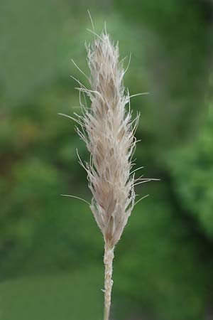 Alopecurus myosuroides \ Acker-Fuchsschwanz / Black-Grass, D Rh&ouml;n, Gersfeld 23.6.2023