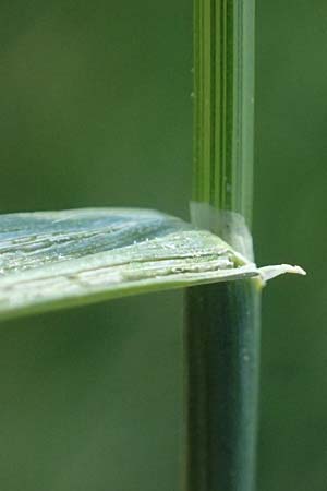 Poa pratensis \ Wiesen-Rispengras, Wiesenrispe, D Billigheim-Waldm&uuml;hlbach 11.5.2024