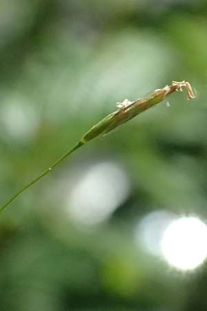 Poa palustris \ Sumpf-Rispengras / Swamp Meadow Grass, D Trennfurt 30.8.2025