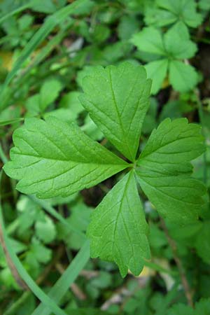 Potentilla reptans \ Kriechendes Fingerkraut, F�nffingerkraut / Creeping Cinquefoil, D Karlsruhe 19.7.2008